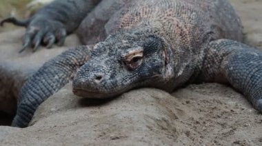 Komodo ejderi, Varanus komodoensis. Dünyanın en büyük kertenkele dinleniyor.