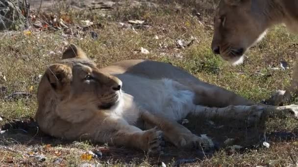 Aziatische Leeuwin Panthera Leo Persica Een Ernstig Bedreigde Soort — Stockvideo