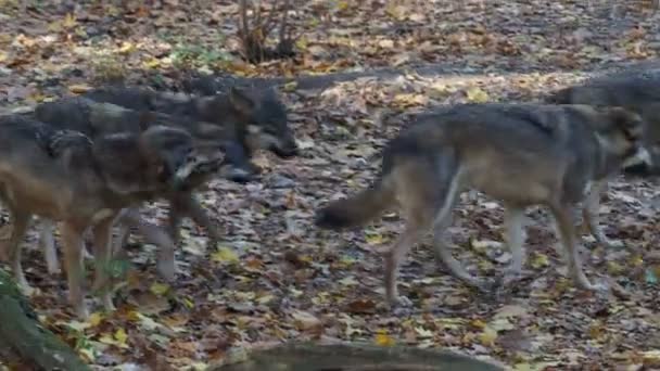 Lobos Grises Europeos Canis Lupus Lupus Están Corriendo Bosque Manada — Vídeo de stock