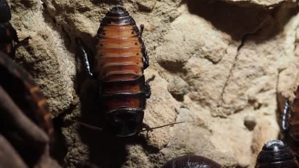 Cockroach Sitting Stone Surface Gromphadorhina Portentosa — Stock Video