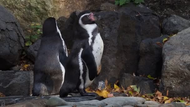 Pingüino Humboldt Spheniscus Humboldti Pie Sobre Rocas — Vídeo de stock