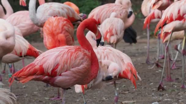 Gruppe Chilenischer Flamingos Phoenicopterus Chilensis — Stockvideo