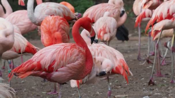 Группа Чилийских Фламинго Phoenicopterus Chilensis — стоковое видео