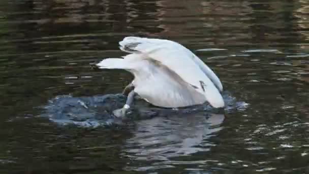Далматинский Пеликан Плавающий Воде Pelecanus Crispus — стоковое видео