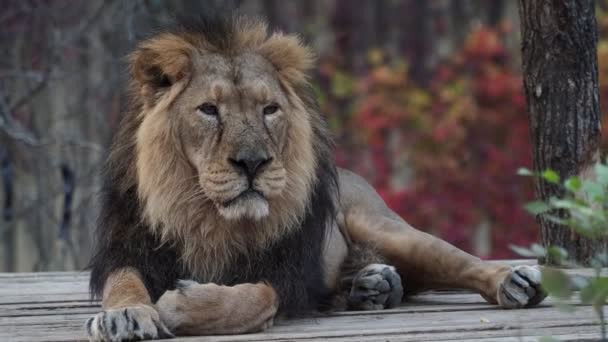 Aziatische Leeuw Panthera Leo Persica Een Ernstig Bedreigde Soort — Stockvideo