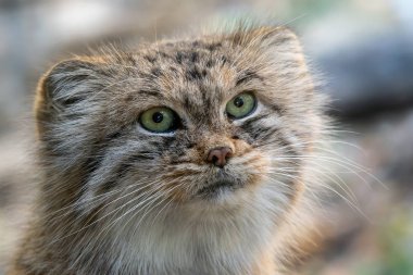 Manul veya Pallas kedi, Otocolobus manul, Asya'dan gelen sevimli vahşi kedi.
