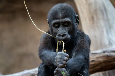 Şirin Batı goril bebek. (Gorilla goril). Nesli tükenmekte olan hayvan