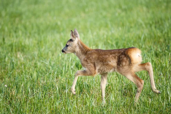 Junges Reh Gras Capreolus Capreolus Neugeborene Rehe Wilde Natur Frühling — Stockfoto