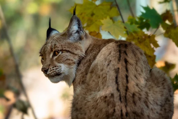 Ευρασιατικός Λύγκας Και Φθινοπωρινά Φύλλα Στο Παρασκήνιο Επιστημονικό Όνομα Lynx — Φωτογραφία Αρχείου