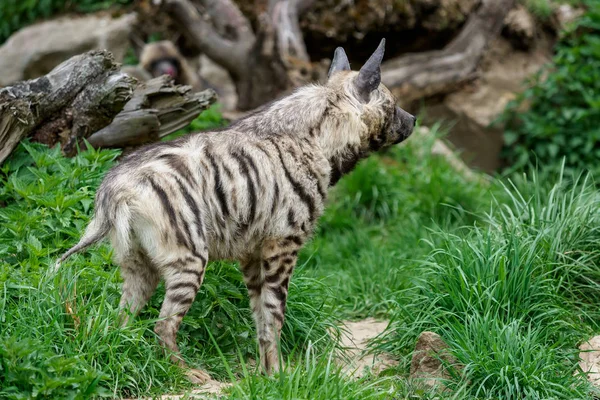 Striped Hyena Hyaena Hyaena Sultana — Stock Photo, Image