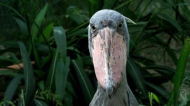 Bitkiler tarafından çevrili bir shoebill (Balaeniceps rex) leylek ayakta. 