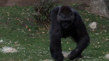 Batı goril yapraklarda çim yeme