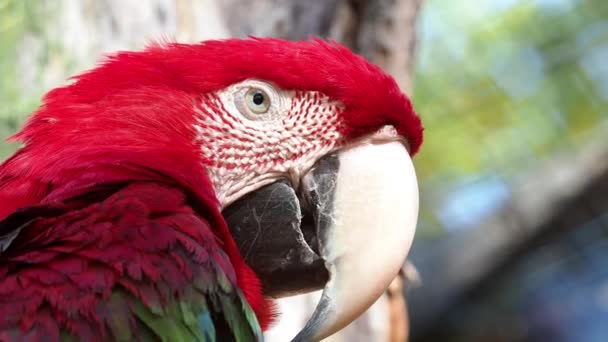 Big Red Parrot Red Green Macaw Ara Chloroptera — Stock Video
