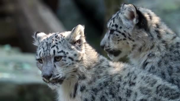 雪豹小猫 伊尔比斯 Panthera Uncia 观看附近地区的比赛 — 图库视频影像
