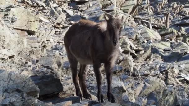 Tahr himalayen (Hemitragus jemlahicus) sur le rocher .