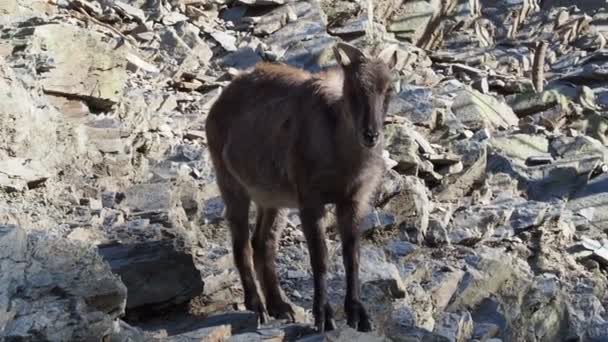 Toro Himalayano Hemitragus Jemlahicus Sulla Roccia — Video Stock