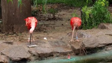 Kırmızı kuş kırmızı Ibis (Eudocimus ruber)