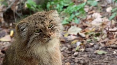 Manul veya Pallas kedi, Otocolobus manul, Asya'dan gelen sevimli vahşi kedi.