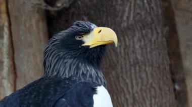 Steller'ın deniz kartal - Haliaeetus pelagicus
