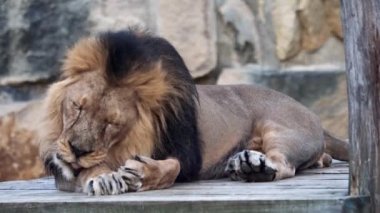 Asya aslanı (Panthera leo persica). Kritik derecede tehlike altındaki bir tür..