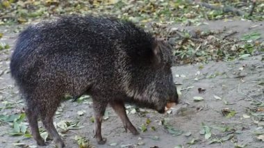 Çaku pekari (Catagonus wagneri) yaprakları yiyor
