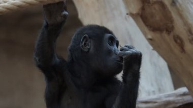 Şirin Batı goril bebek. (Gorilla goril). Nesli tükenmekte olan hayvan