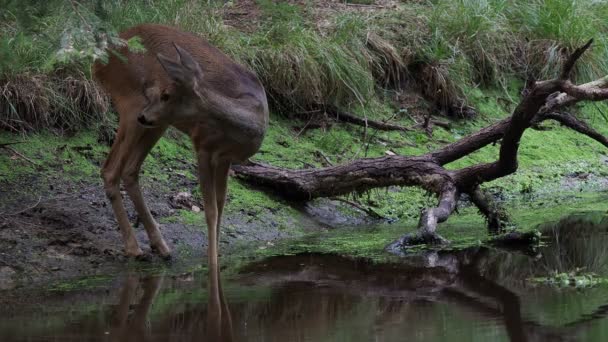 Rehwild Wald Capreolus Capreolus Rehe Trinken Wasser Aus Dem Teich — Stockvideo