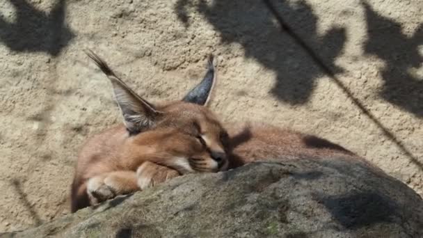 Έρημο Γάτα Caracal Caracal Caracal Αφρικανική Lynx Πολύ Φουντωτή Αυτιά — Αρχείο Βίντεο