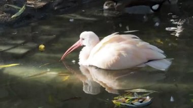 Su genç Kızıl aynak (Eudocimus ruber)