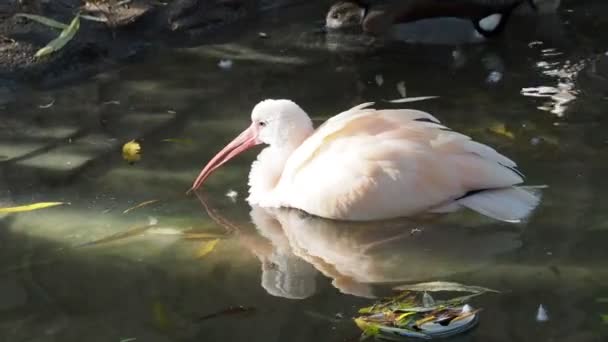 Jeune Ibis Écarlate Eudocimus Ruber Dans Eau — Video