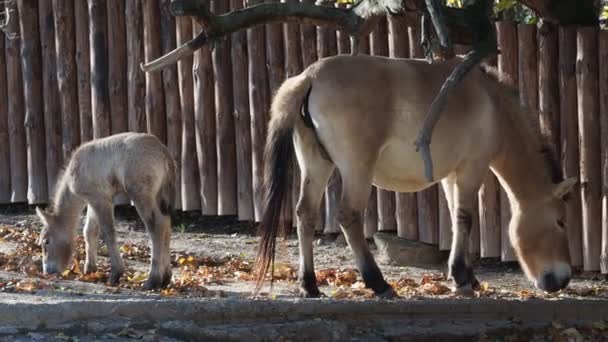 馬とロバ モンゴルの野生馬やジュンガル馬 Przewalski の馬とも呼ばれる — ストック動画