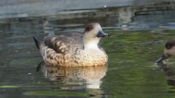 Vrouwelijke Eend Zwemmen Water — Stockvideo