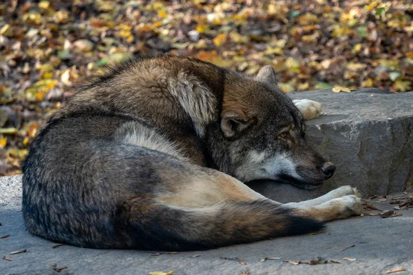 欧洲灰狼 Canis Lupus Lupus 撒谎和休息 — 图库照片