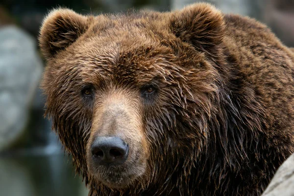 Vista Frontal Urso Pardo Retrato Urso Kamchatka Ursus Arctos Beringianus — Fotografia de Stock