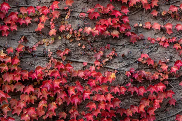 Hojas Color Otoño Pared —  Fotos de Stock