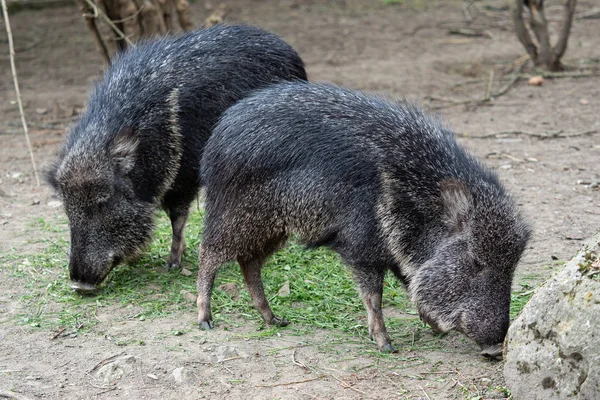 Chacoan Peccary Catagonus Fallneri Питается Травой — стоковое фото