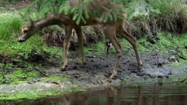 Ormandaki Capreolus capreolus karaca. Vahşi karaca içme su birikintisi