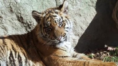 Şirin Sumatra kaplanı yavrusu (Panthera tigris sumatrae)