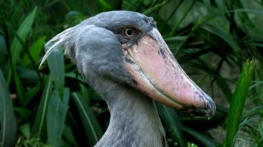 Bitkiler tarafından çevrili bir shoebill (Balaeniceps rex) leylek ayakta. 