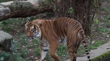 Malaya kaplanı (Panthera tigris jacksoni)