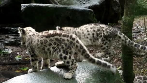 Luipaard Van Sneeuw Met Jonge Kittens Panthera Uncia — Stockvideo