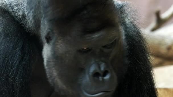 Porträt Eines Männlichen Gorillas Silberrücken Gorilla Der Gorilla Blickt Die — Stockvideo