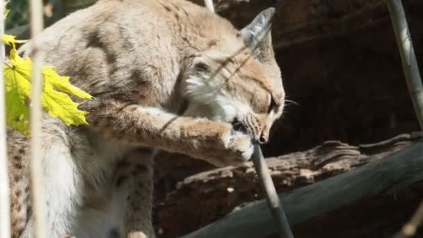 Ευρασιατικός Λύγκας Lynx Lynx Επιστημονική Ονομασία — Αρχείο Βίντεο