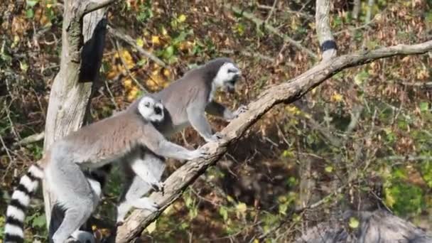 Catta lémurien sur l'arbre. Le lémurien à queue cerclée (Lemur catta) est un grand primate strepsirrhinien et le lémurien le plus reconnu en raison de sa longue queue annelée noire et blanche. .