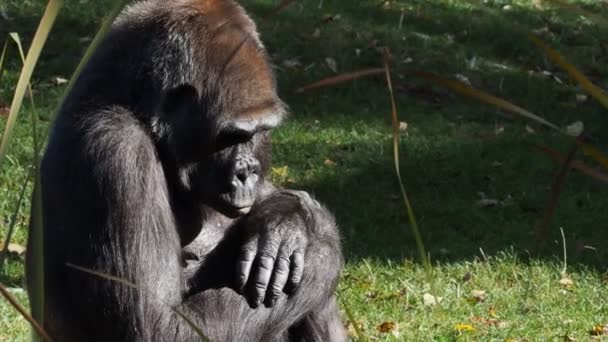 Westlicher Gorilla Gorilla Gorilla Sitzt Gras — Stockvideo