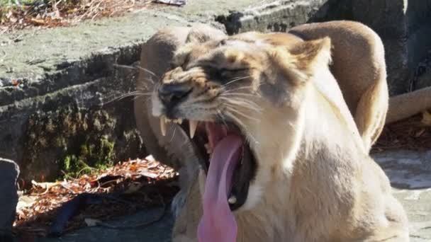 Leoa Asiática Panthera Leo Persica Uma Espécie Criticamente Ameaçada — Vídeo de Stock