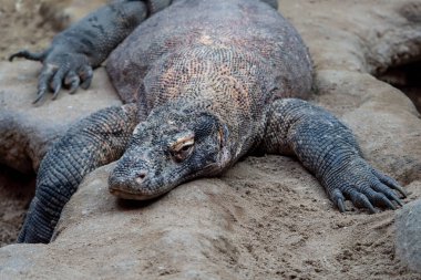 Komodo ejderi, Varanus komodoensis. Dünyanın en büyük kertenkele dinleniyor.