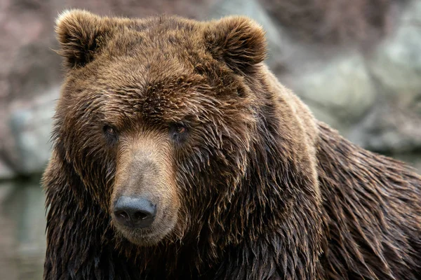 Retrato Urso Kamchatka Ursus Arctos Beringianus — Fotografia de Stock