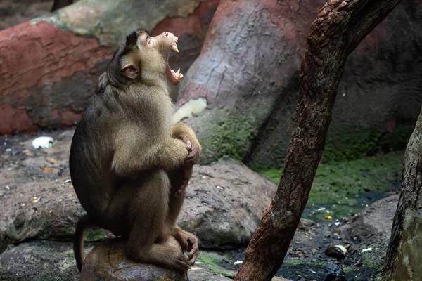 Macaca Nemestrina Mono Macaco Cola Cerdo — Foto de Stock