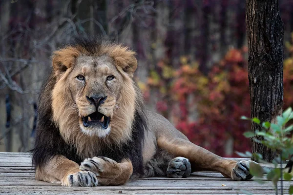 Lion Asiatique Panthera Leo Persica Une Espèce Gravement Menacée — Photo